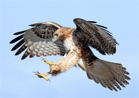 hawk hates you leaks