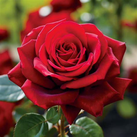 rose heart onlyfans leaked